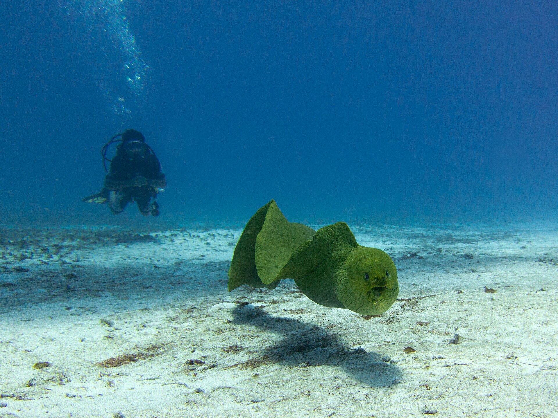 コスメルの海にすむウツボ